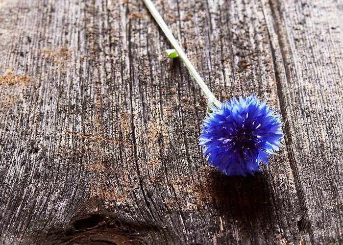 Voss Haus- Freiraum *